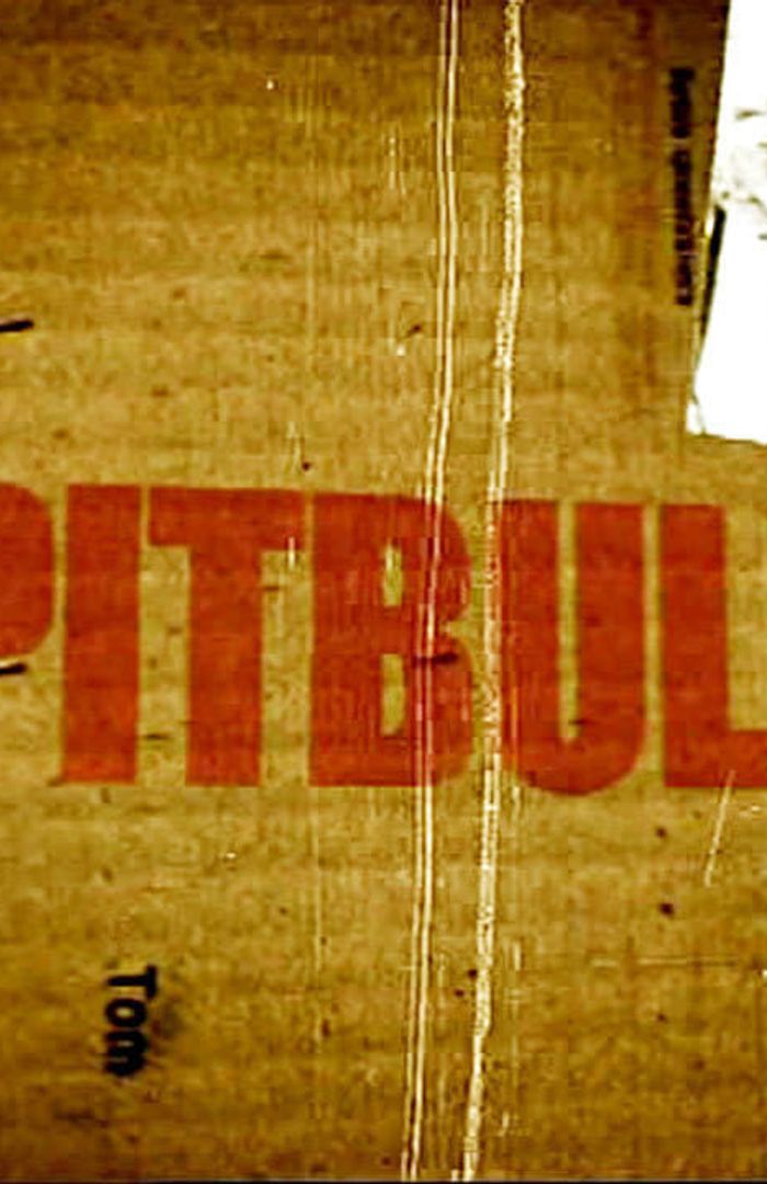 Pitbull background