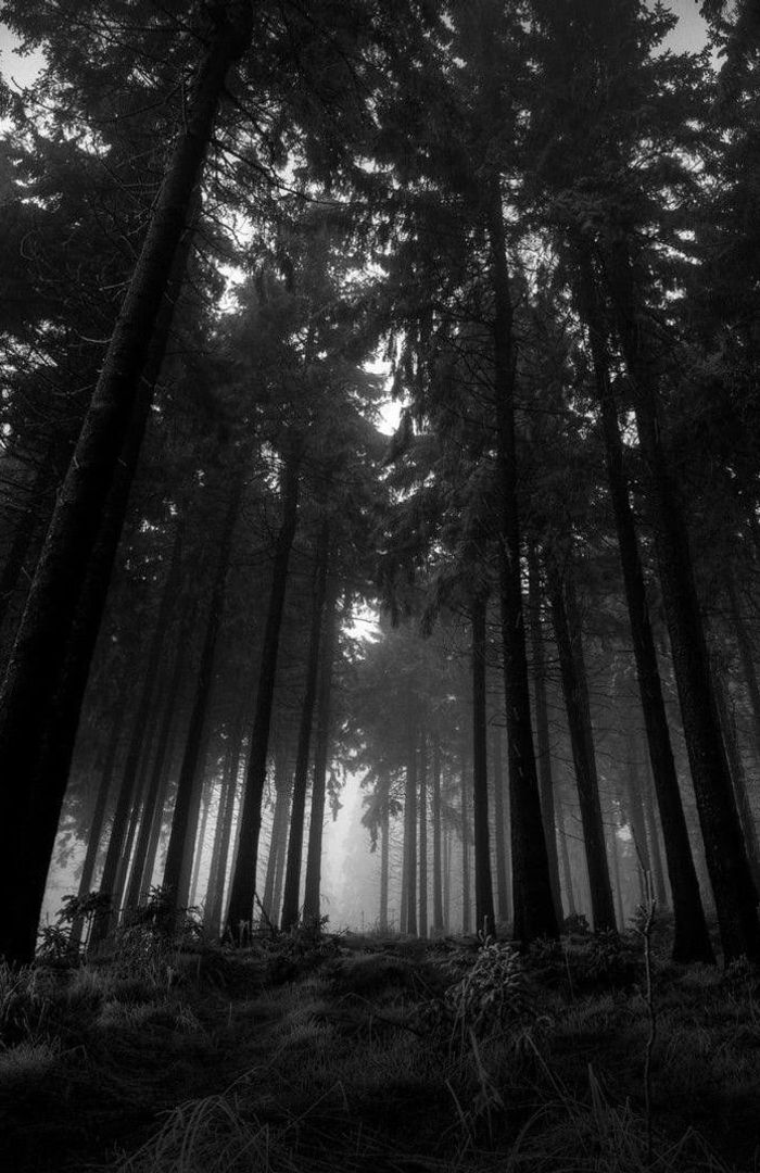 Dark Woods background