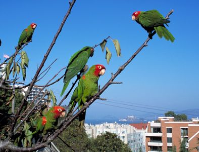 Alcatraz in background (The Wild Parrots of Telegraph Hill)