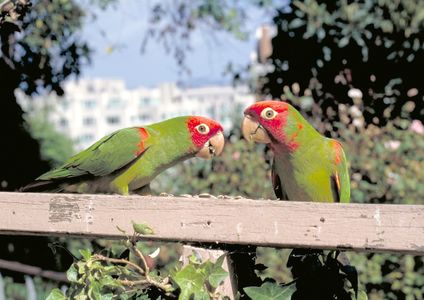 Lunchtime on the Greenwich Steps (The Wild Parrots of Telegraph Hill)