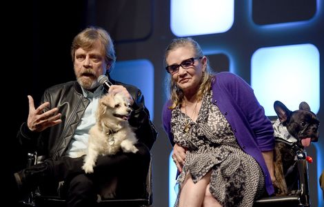 Carrie Fisher, Mark Hamill, and Gary the Dog at an event for Rogue One: A Star Wars Story (2016)