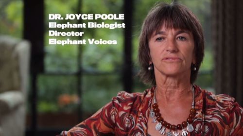 Joyce Poole in An Apology to Elephants (2013)