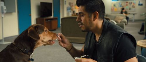 Shelby The Dog and Cesar De León in A Dog's Way Home (2019)