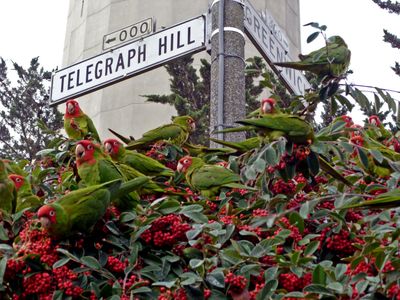 Parrots Eating Berries (The Wild Parrots of Telegraph Hill)