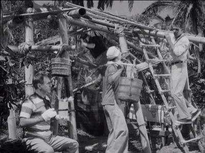 Jim Backus, Bob Denver, Alan Hale Jr., and Russell Johnson in Gilligan's Island (1964)