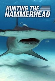 Hunting the Hammerhead
