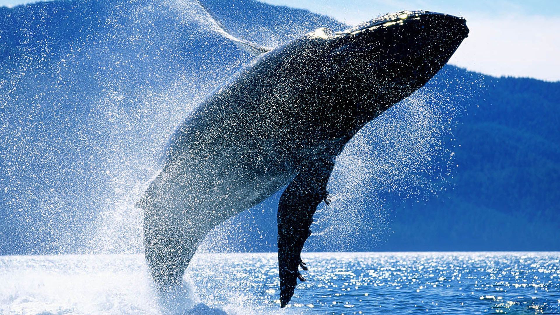 Whales: An Unforgettable Journey background