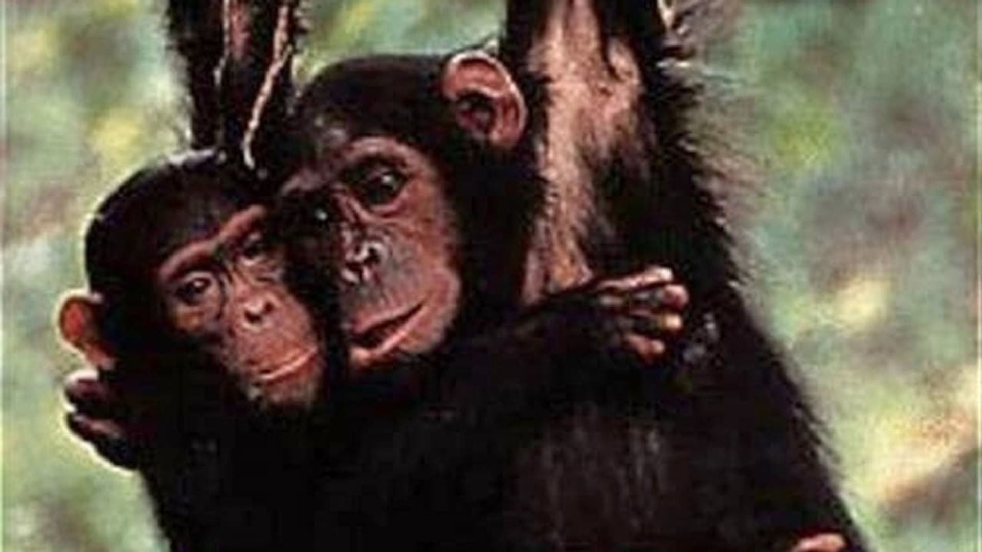 Among the Wild Chimpanzees background