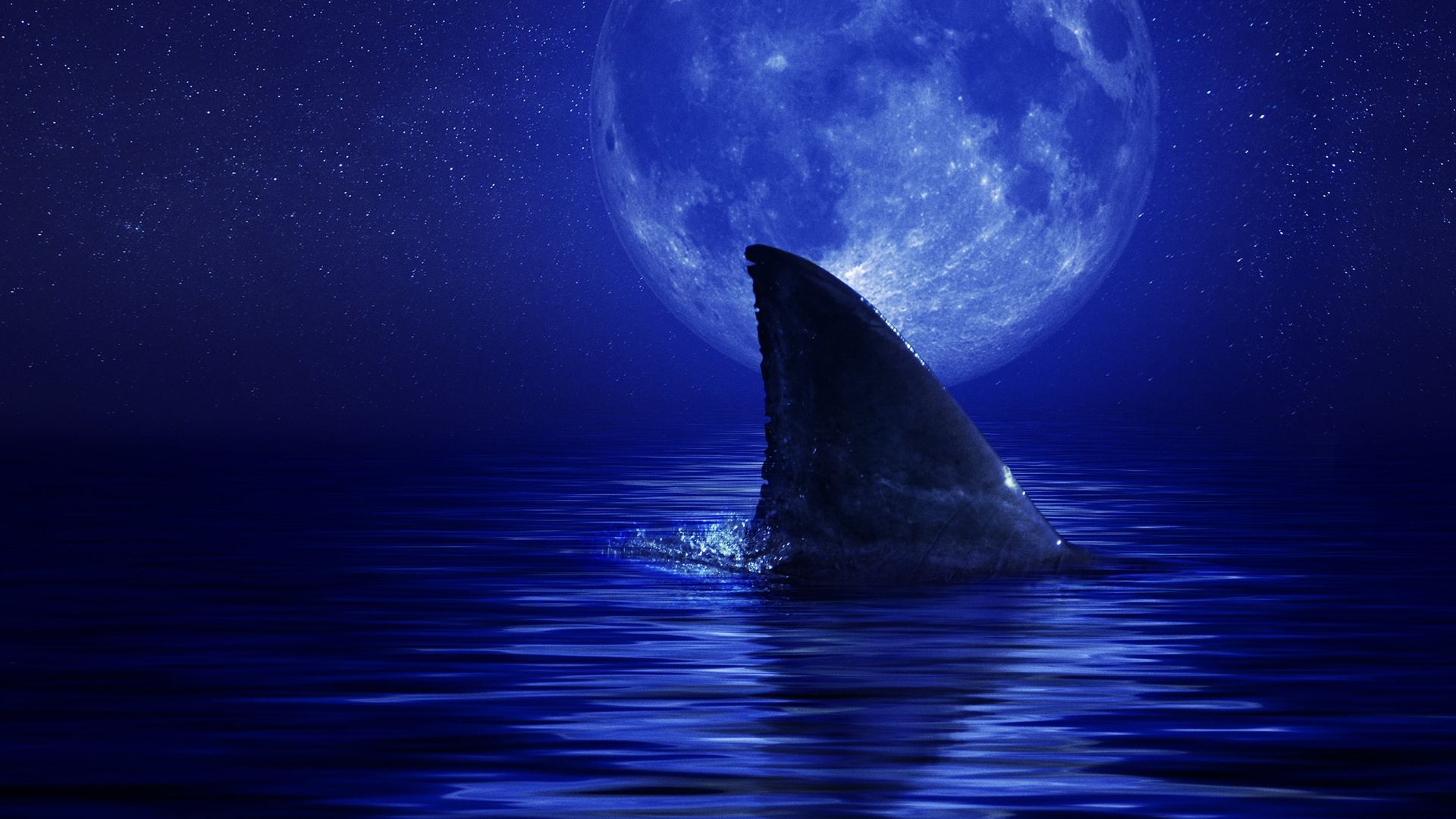 Shark Side of the Moon background