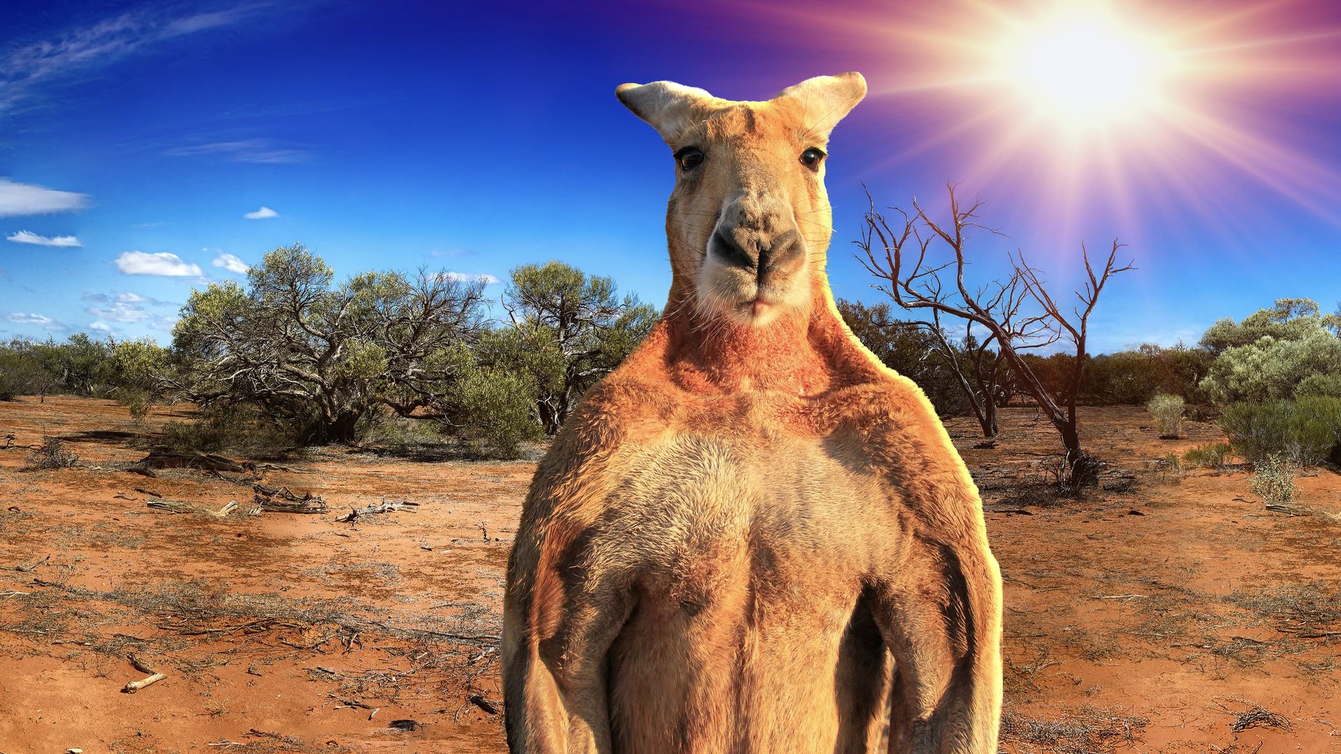Big Red: The Kangaroo King background