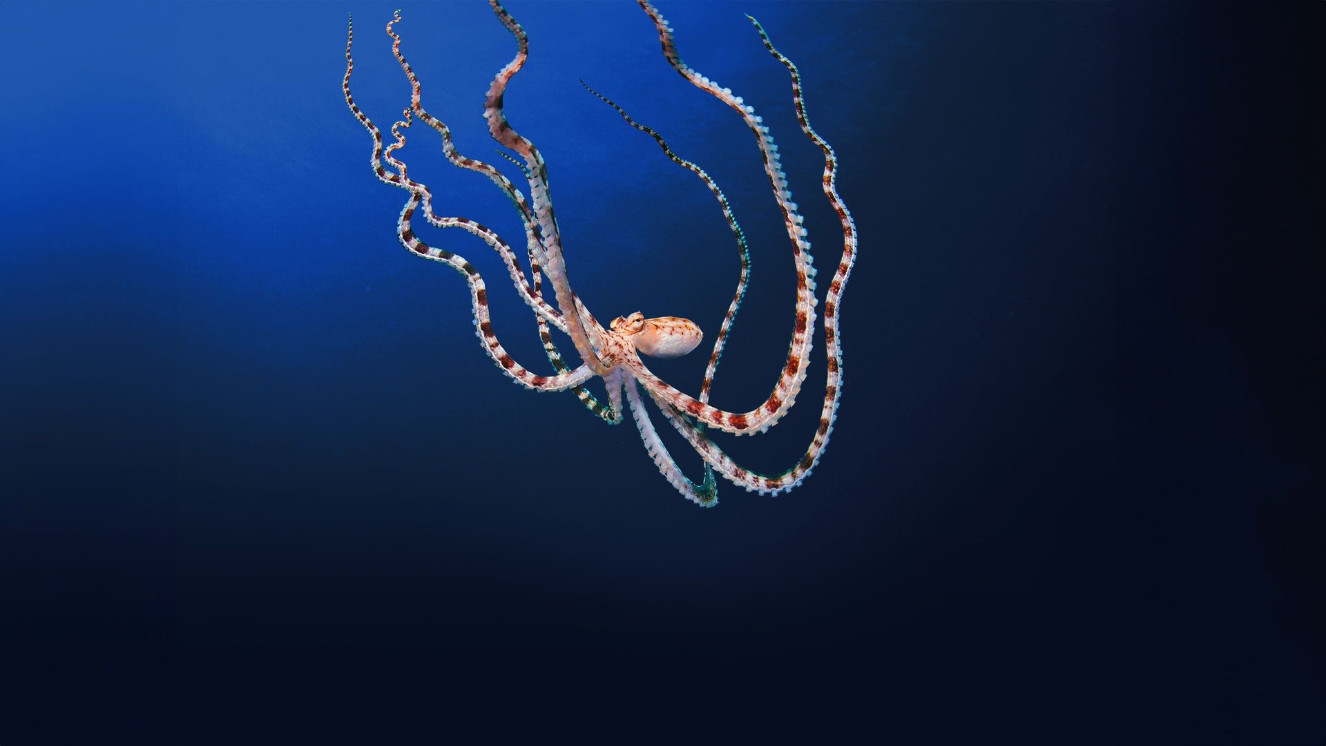 Secrets of the Octopus background