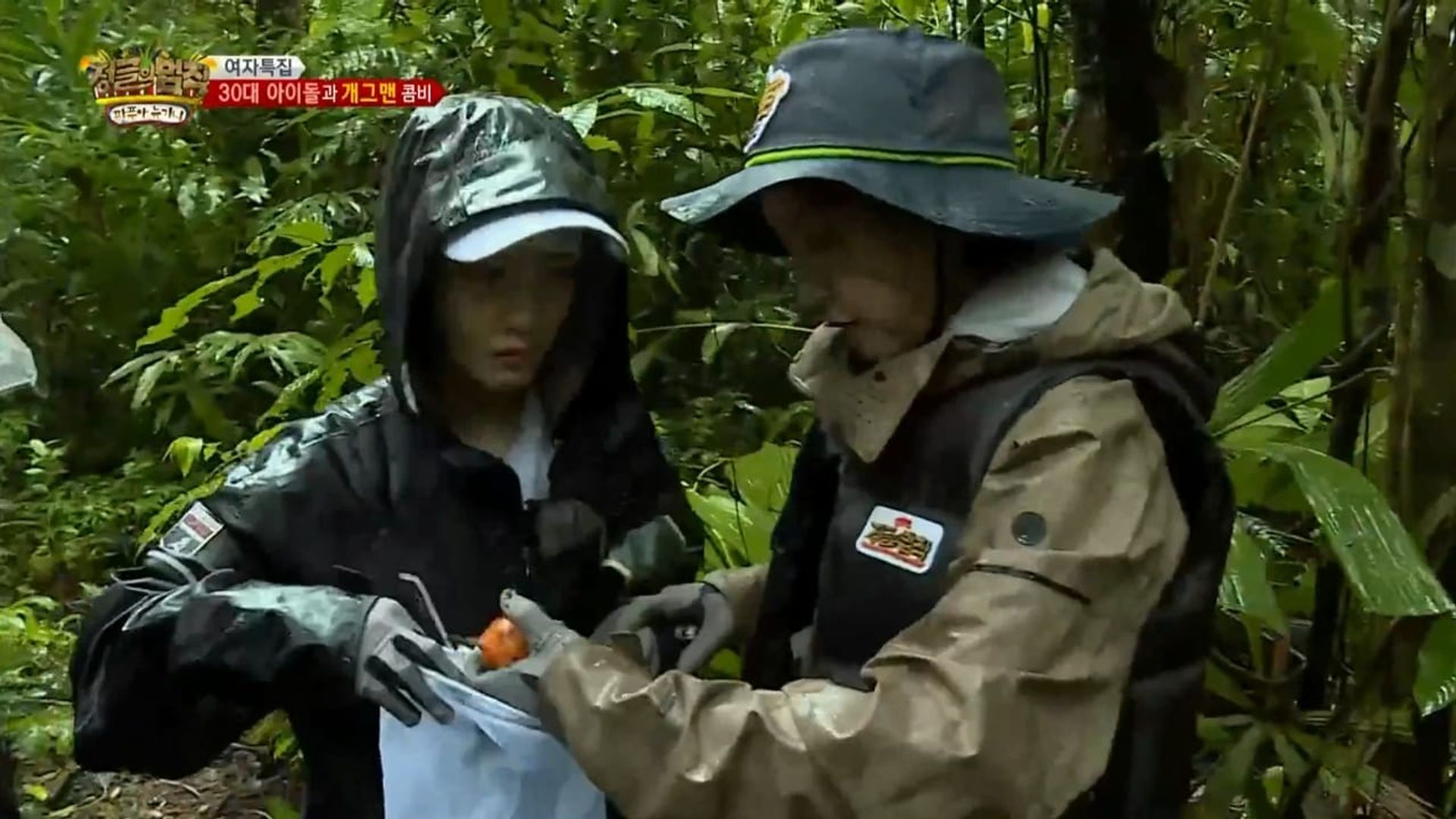 Law of the Jungle background