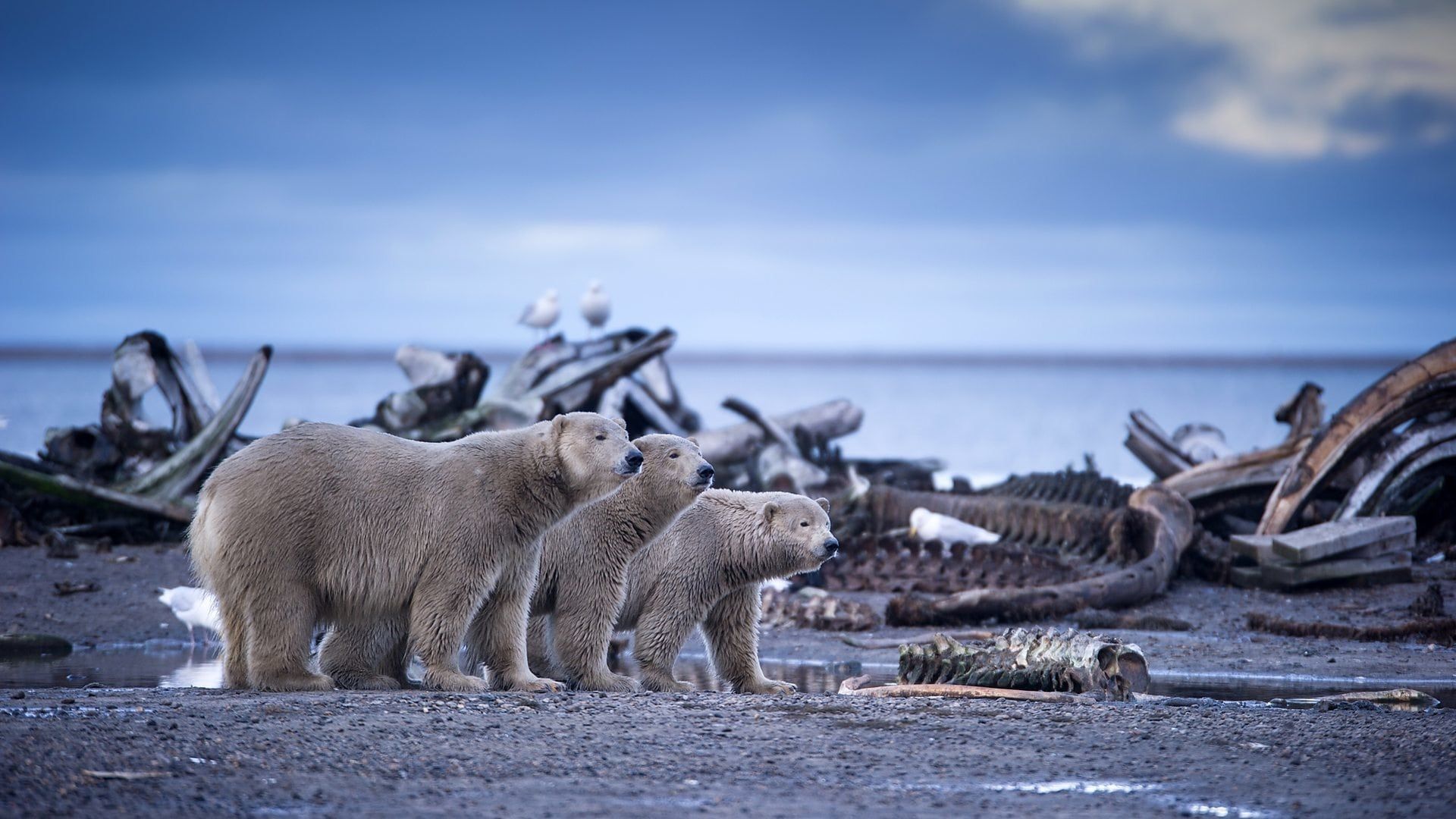 Alaska: Earth's Frozen Kingdom background