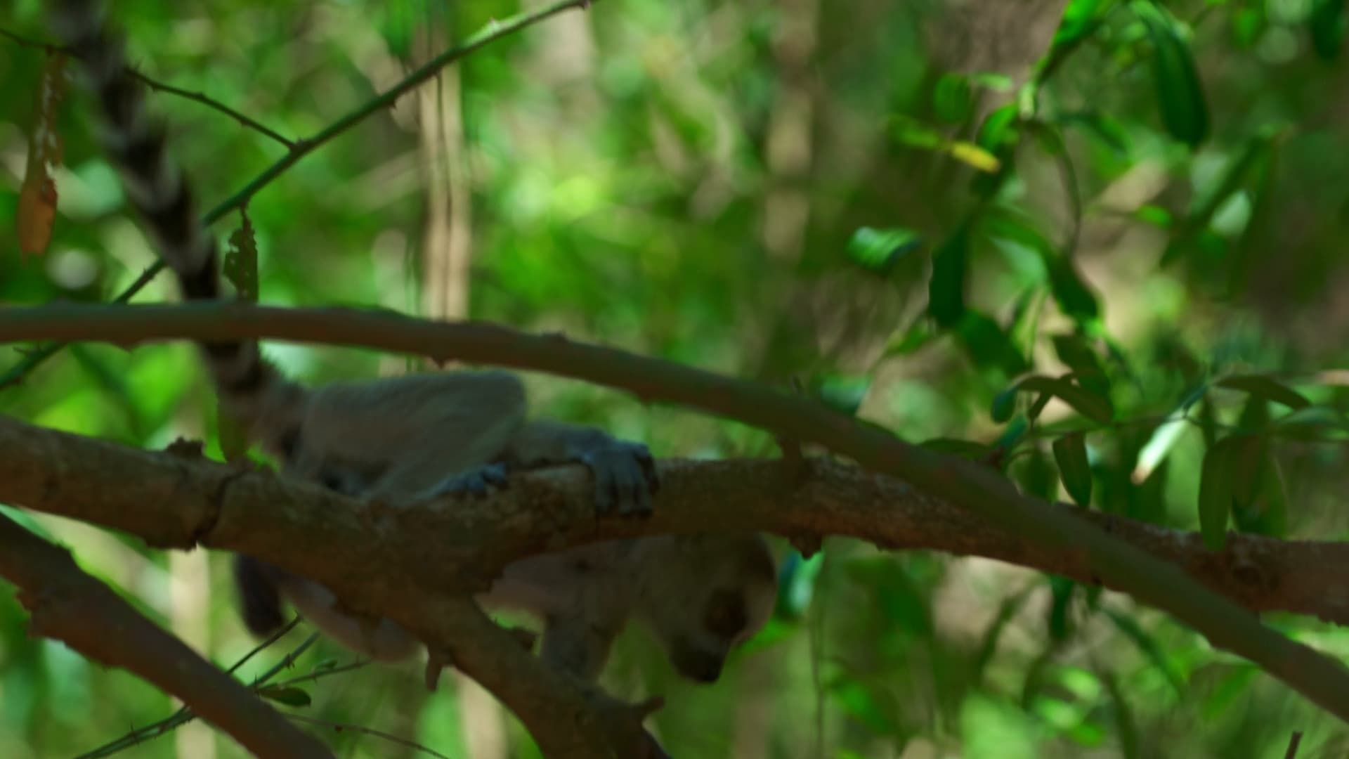 Madagascar: Les gangs de lémuriens background
