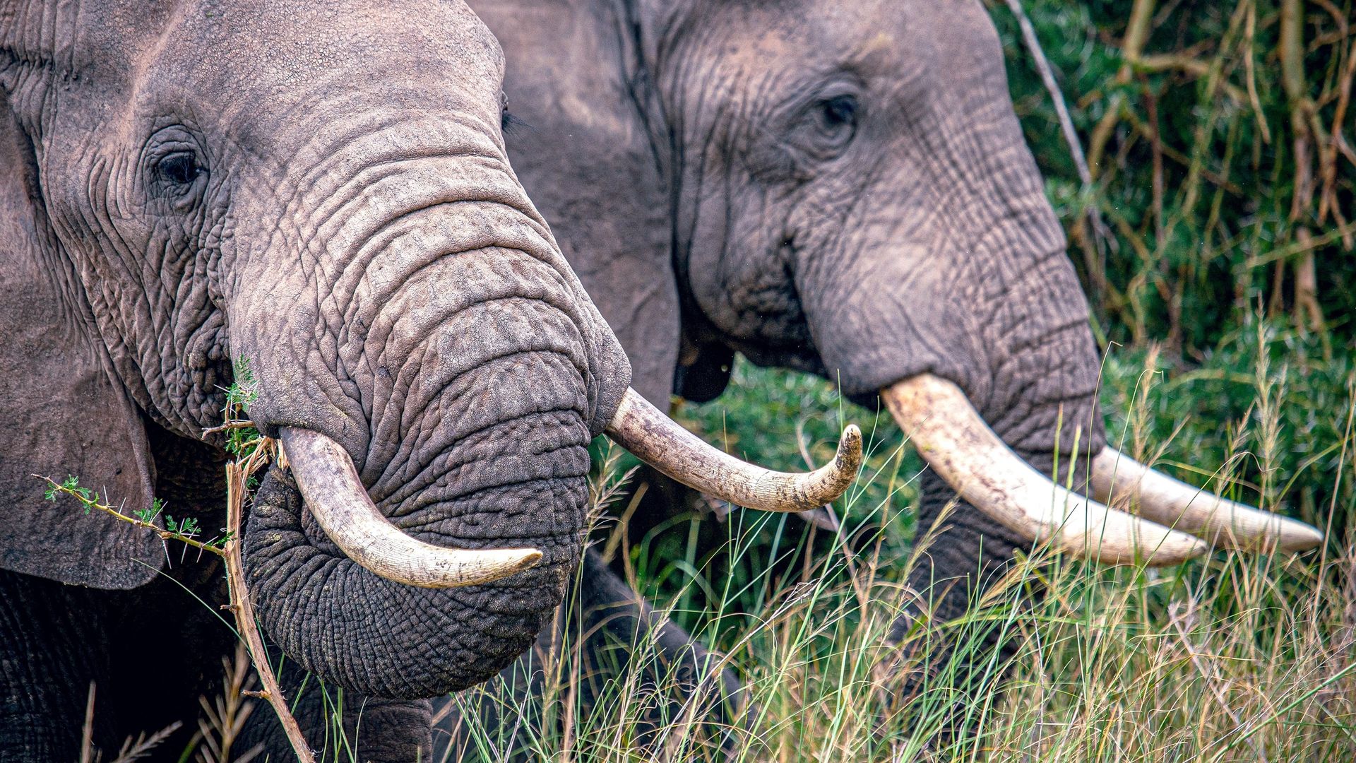 Secrets of the Elephants background