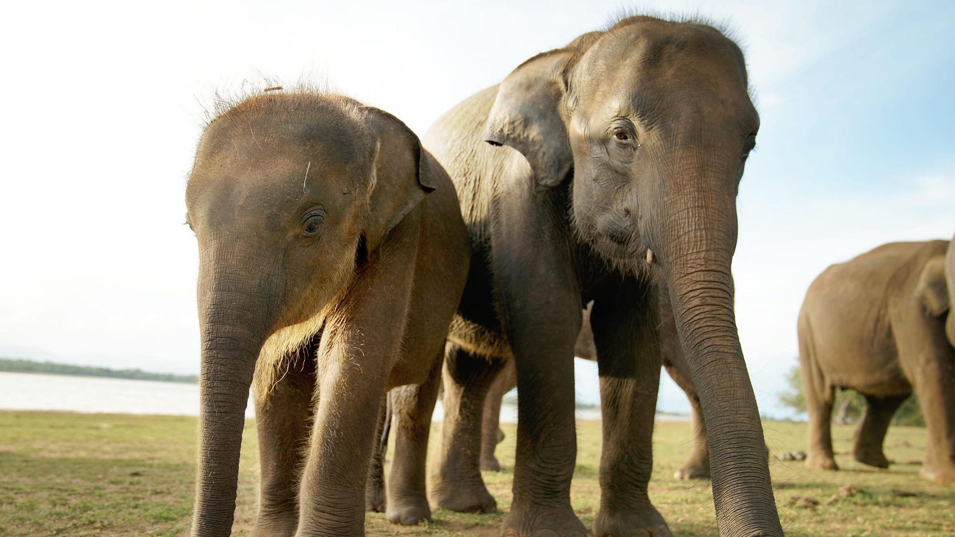 Secrets of the Elephants background