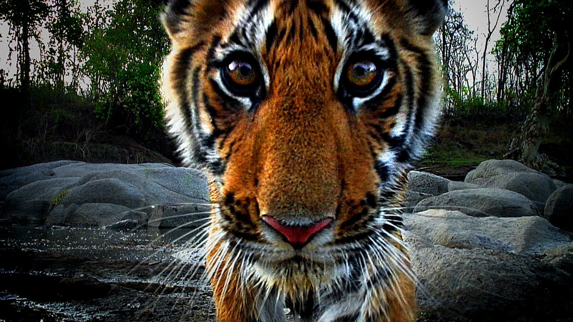 Tiger: Spy in the Jungle background