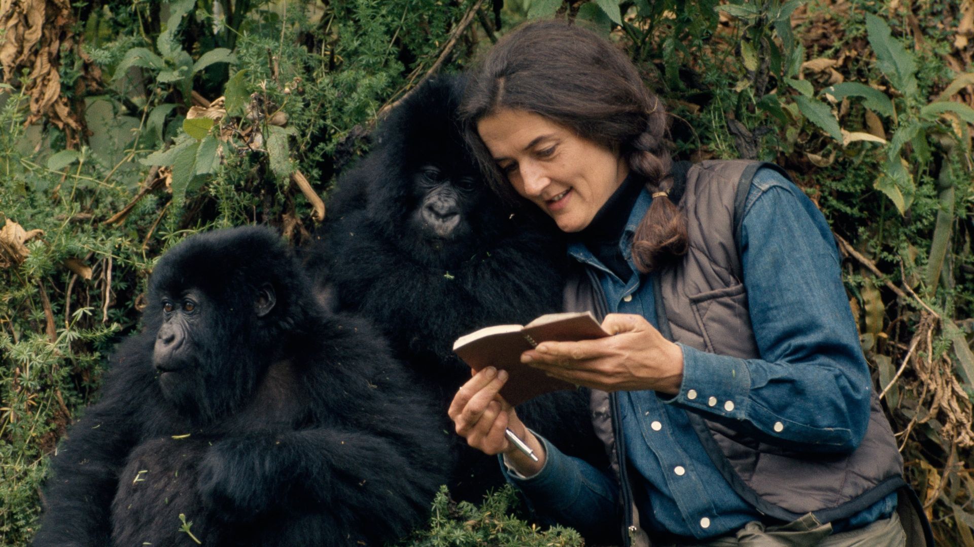 Dian Fossey: Secrets in the Mist background