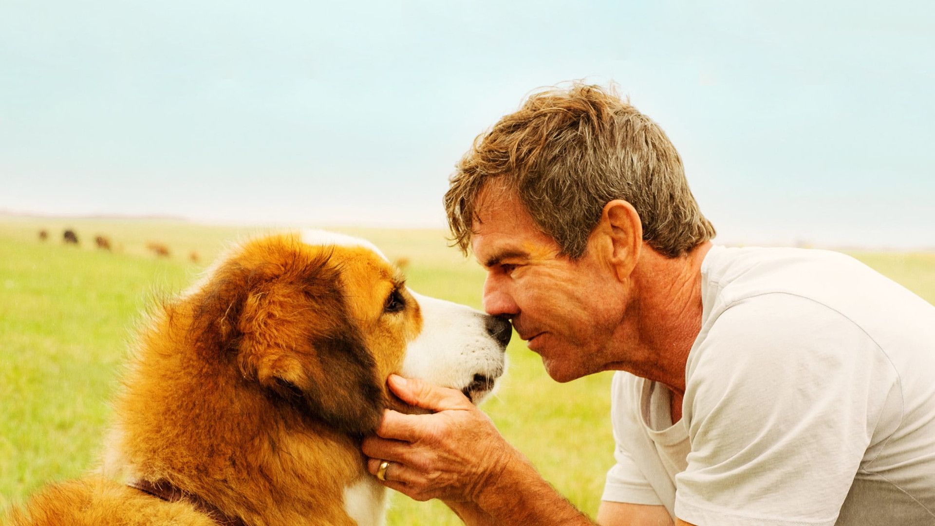 A Dog's Purpose background