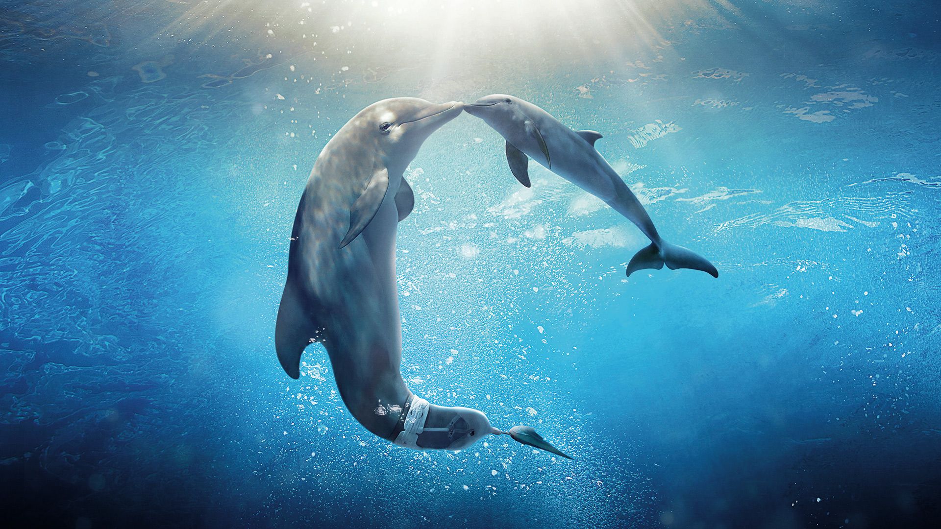 Dolphin Tale background