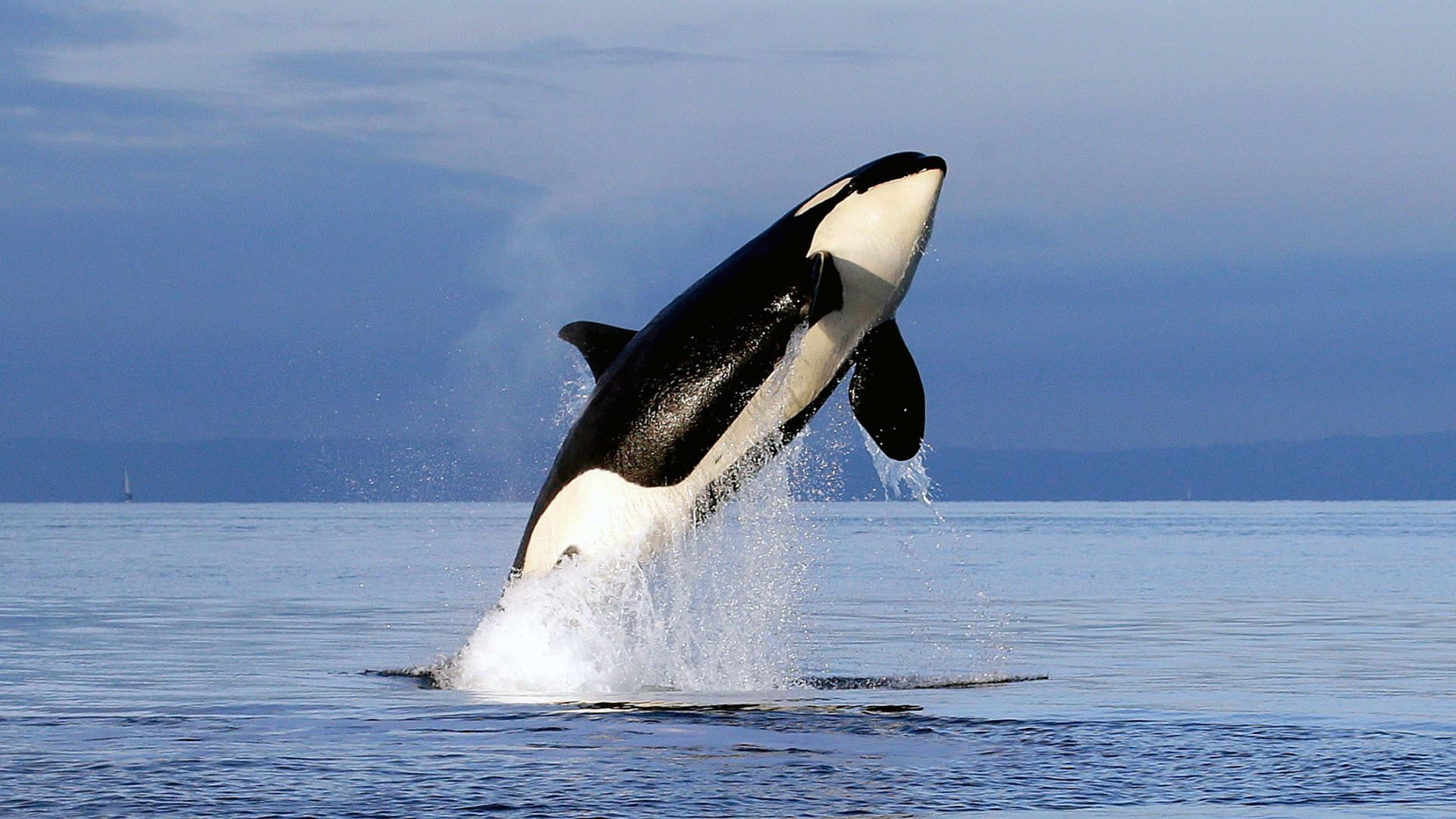 Free Willy background