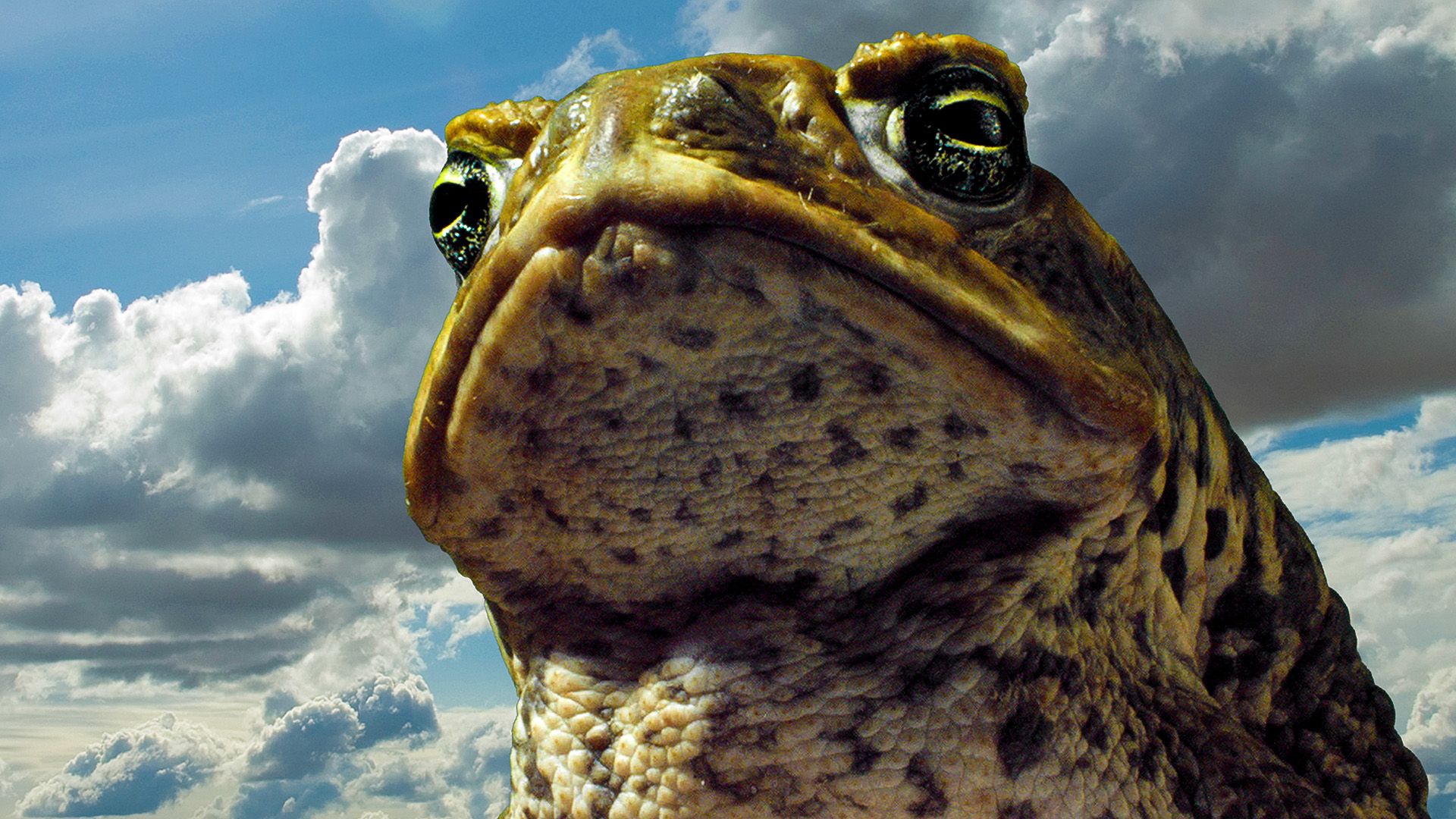 Cane Toads: The Conquest background