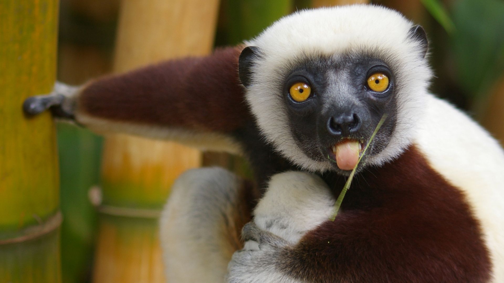 Island of Lemurs: Madagascar background