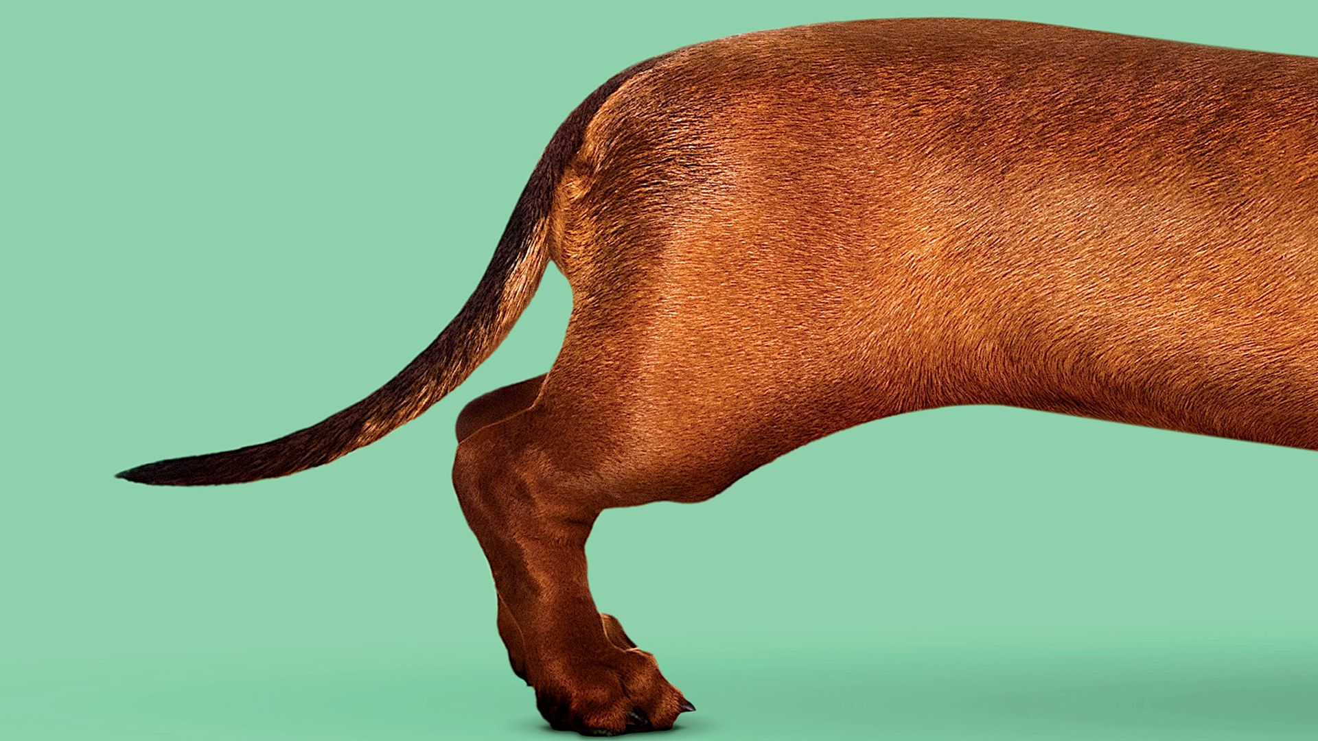 Wiener-Dog background