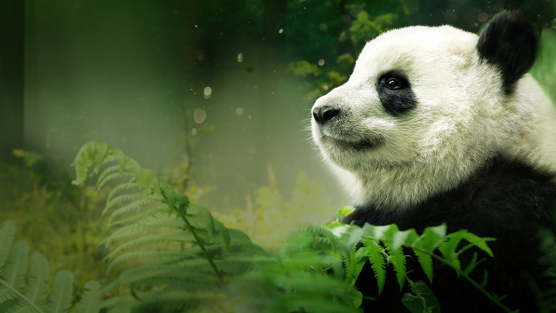 Pandas background
