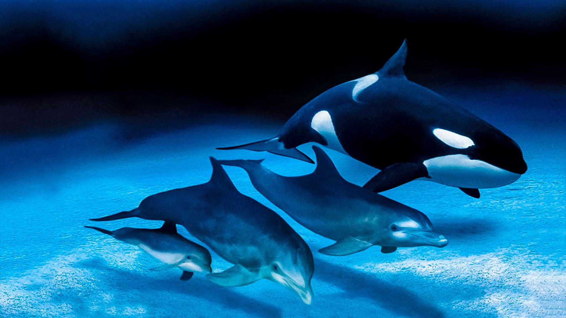 Dolphins and Whales 3D: Tribes of the Ocean background