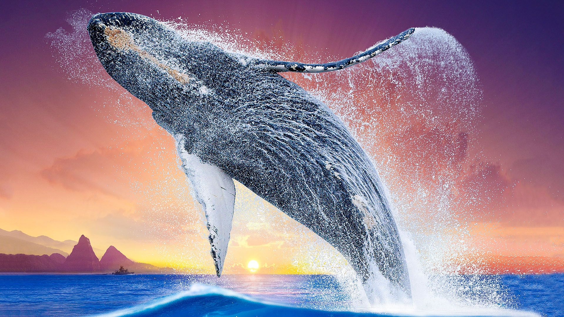 Humpback Whales background