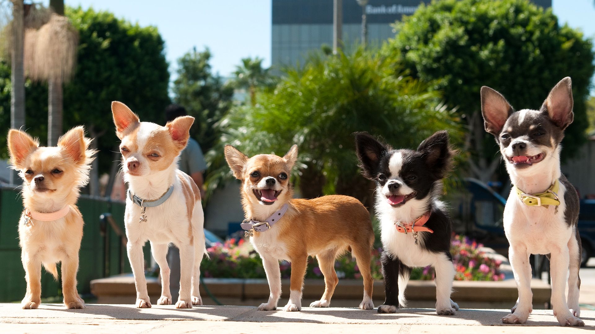 Beverly Hills Chihuahua 2 background