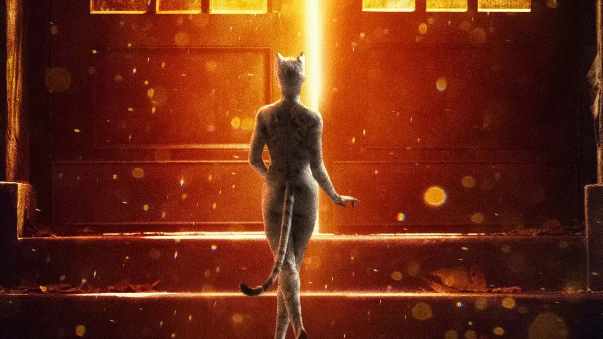 Cats background
