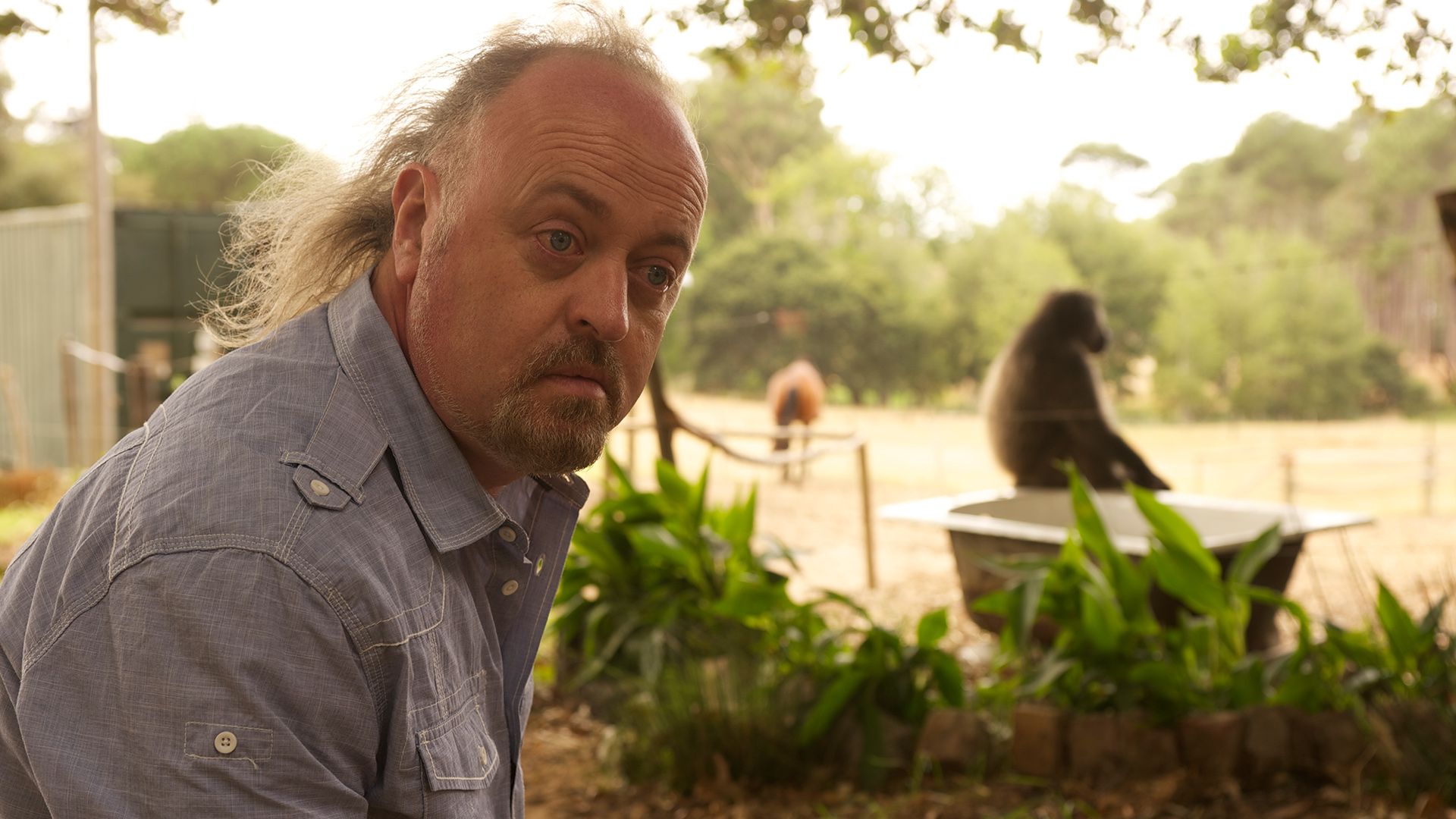 Baboons with Bill Bailey background