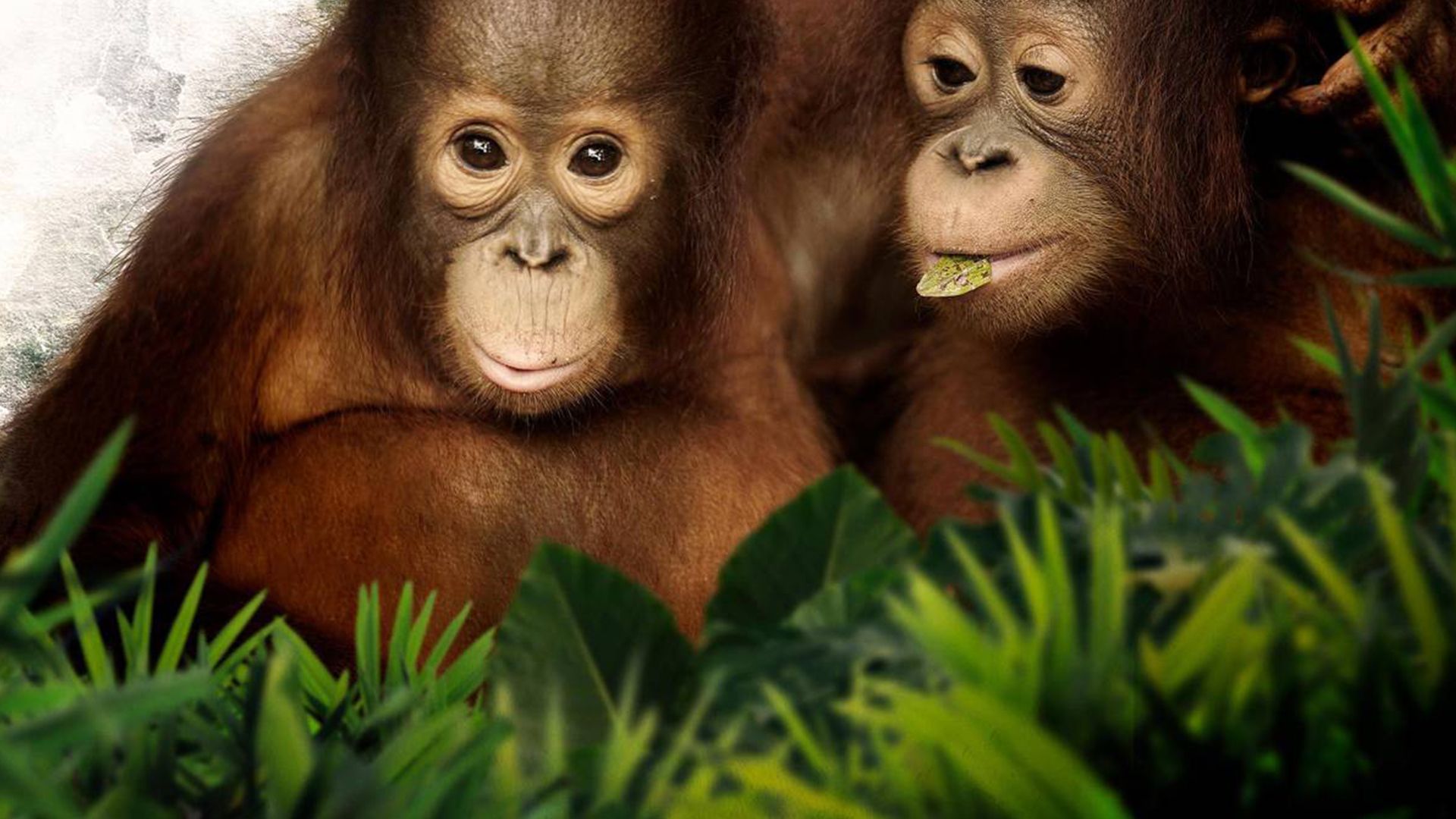 Orangutan Jungle School background