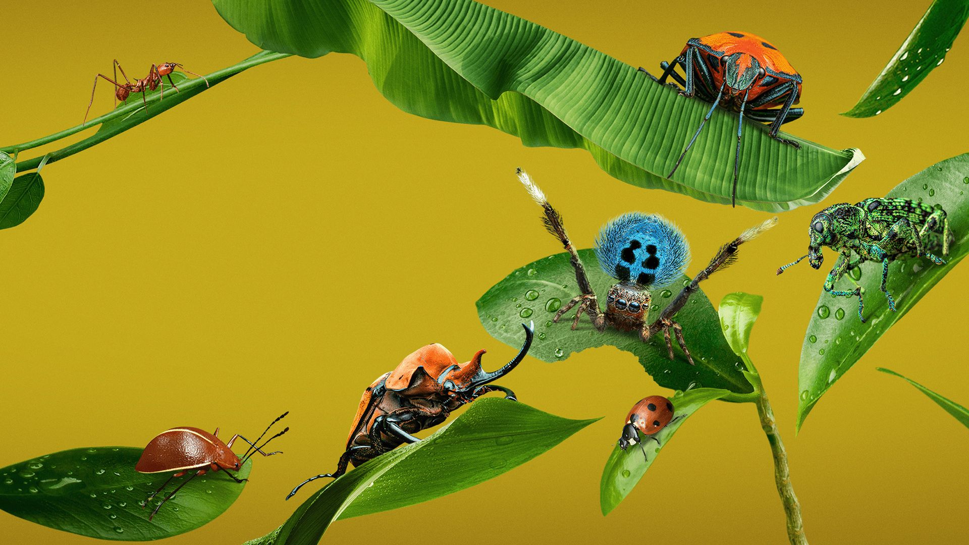 A Real Bug's Life background
