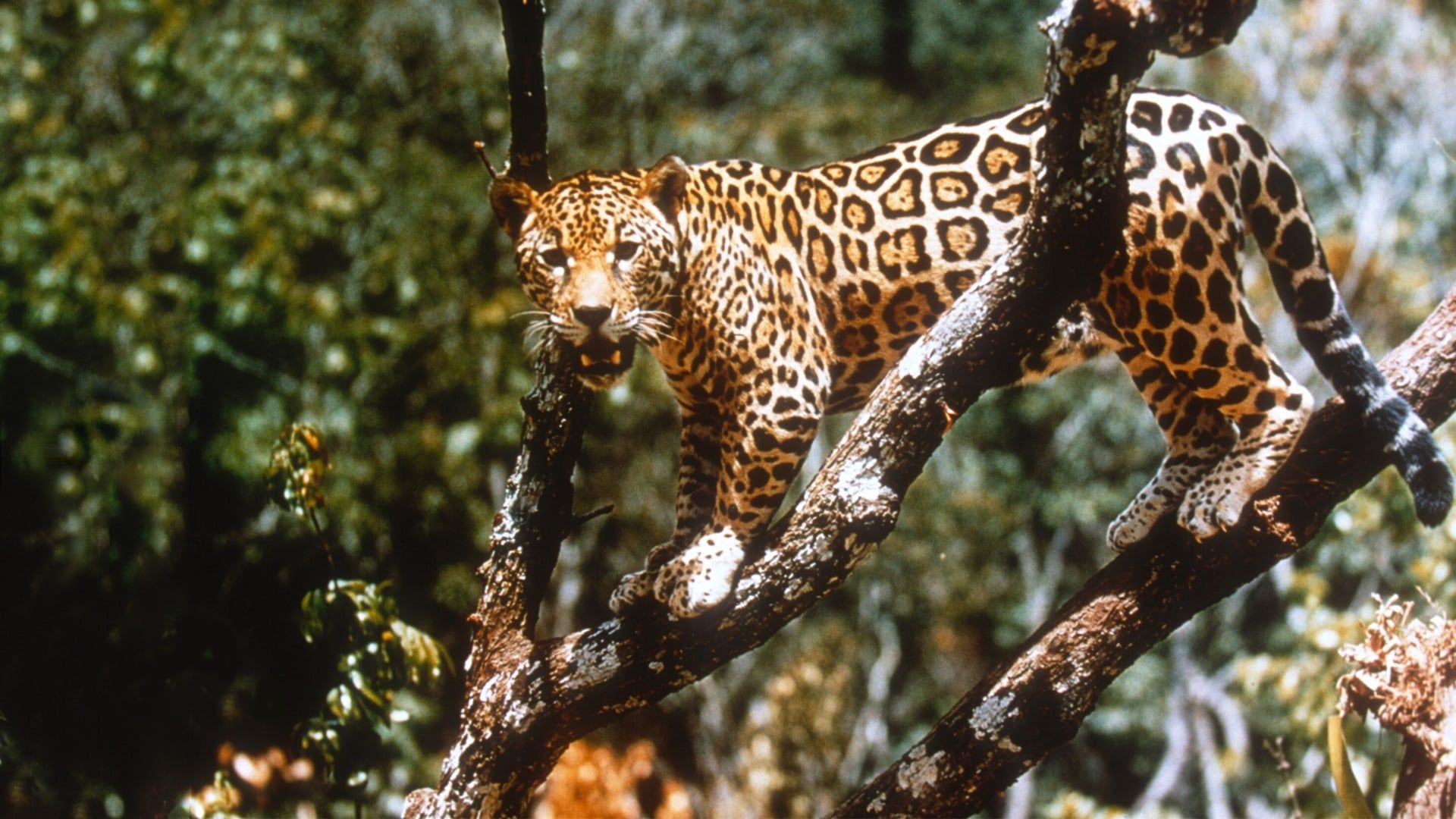 Jungle Cat background