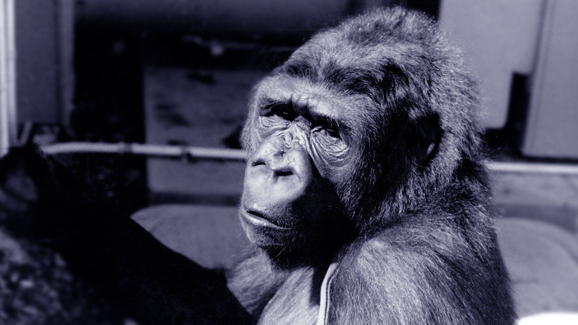 Koko: A Talking Gorilla background