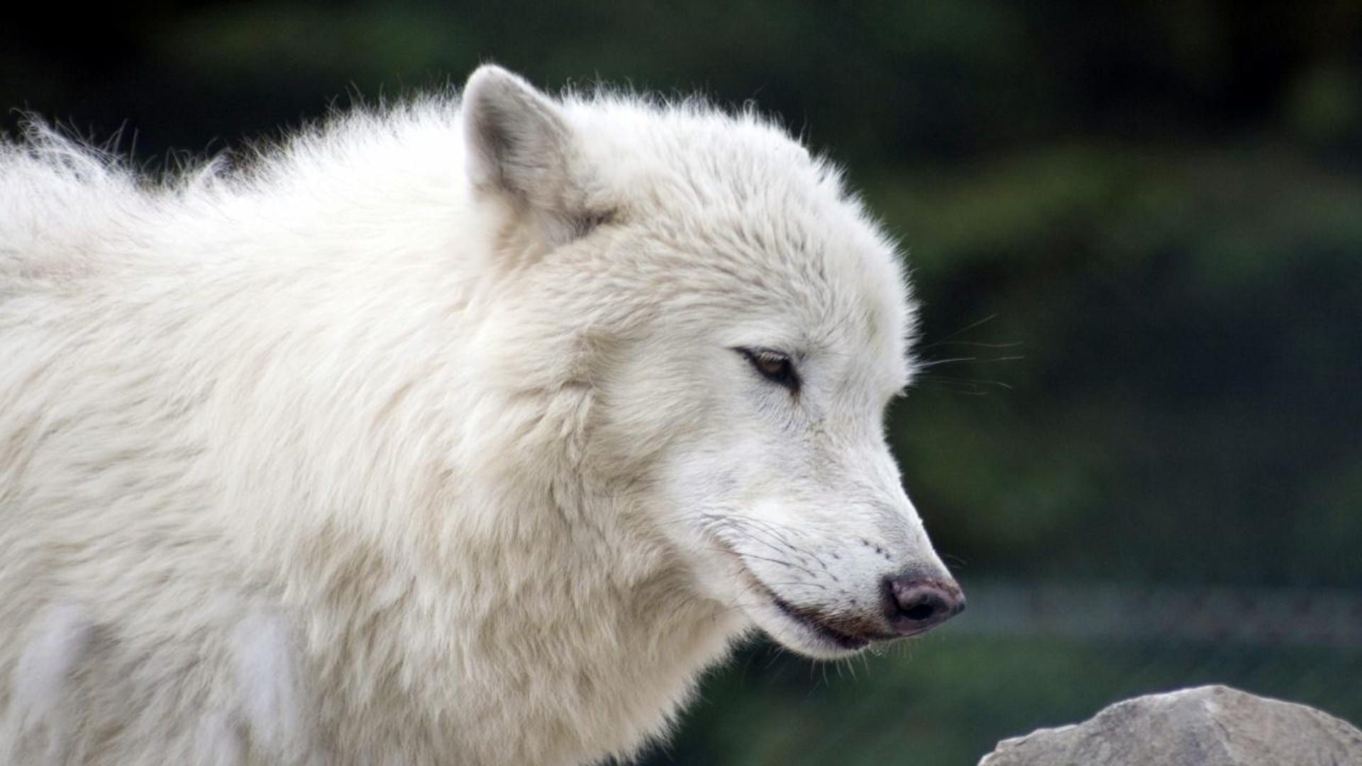 White Wolves: A Cry in the Wild II background