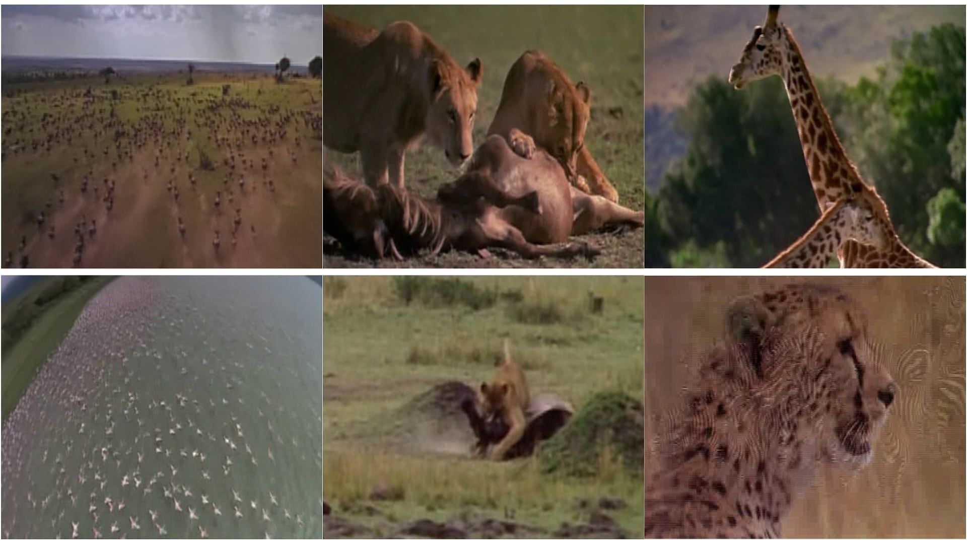 Africa: The Serengeti background