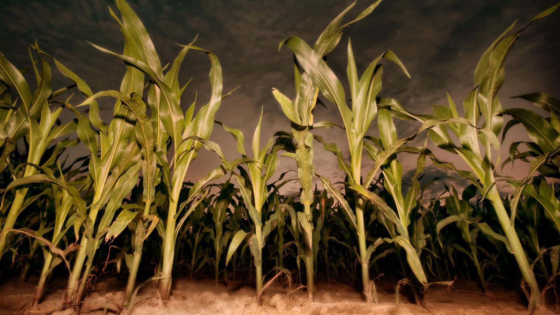 Children of the Corn: Revelation background