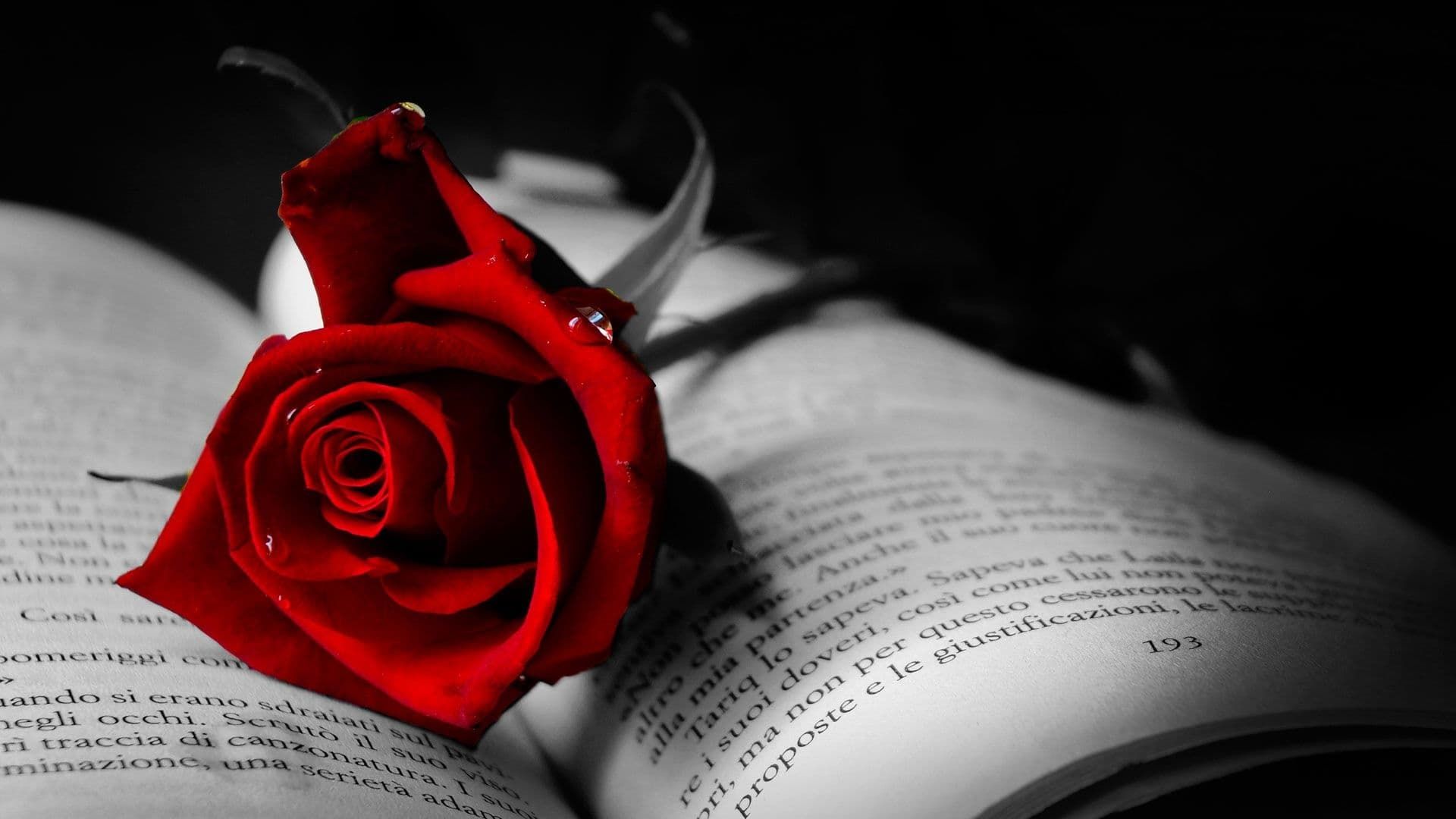Red Rose background
