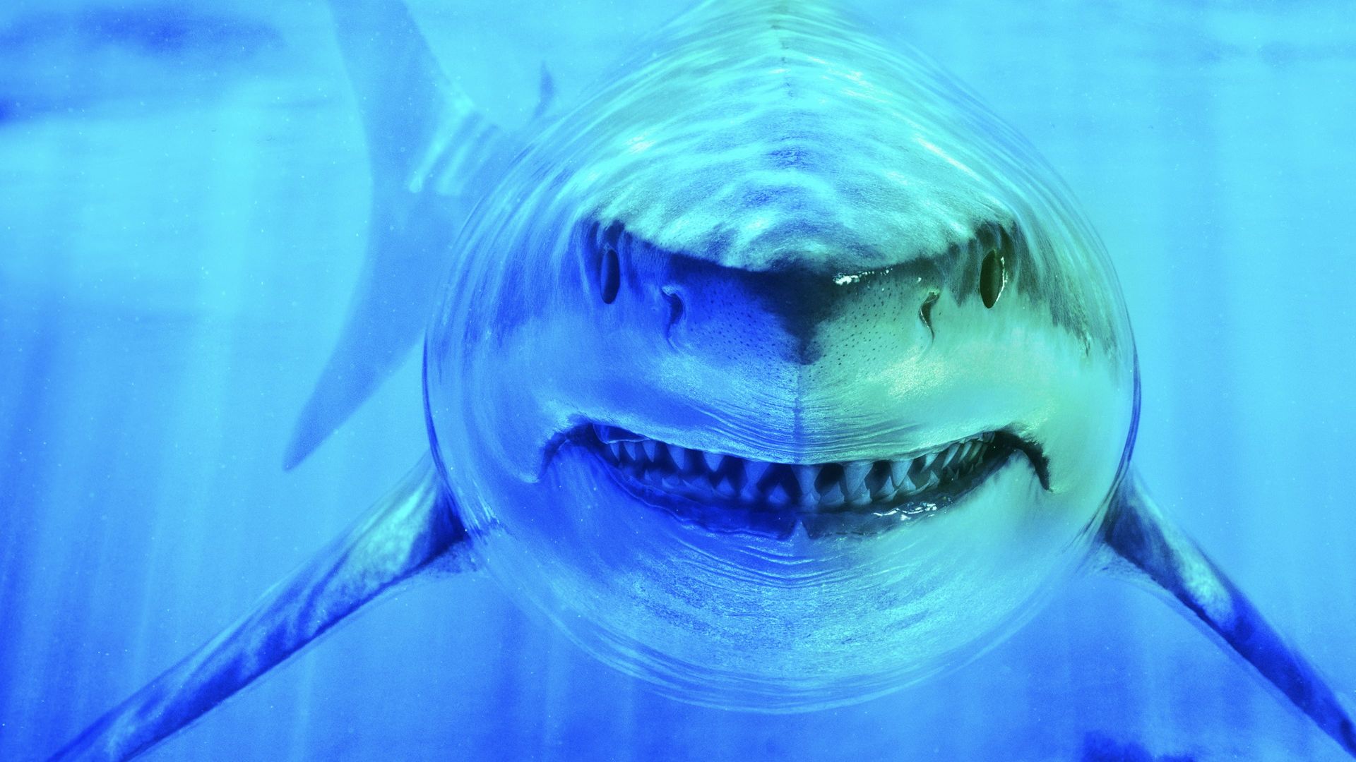 World's Biggest Great White Shark background