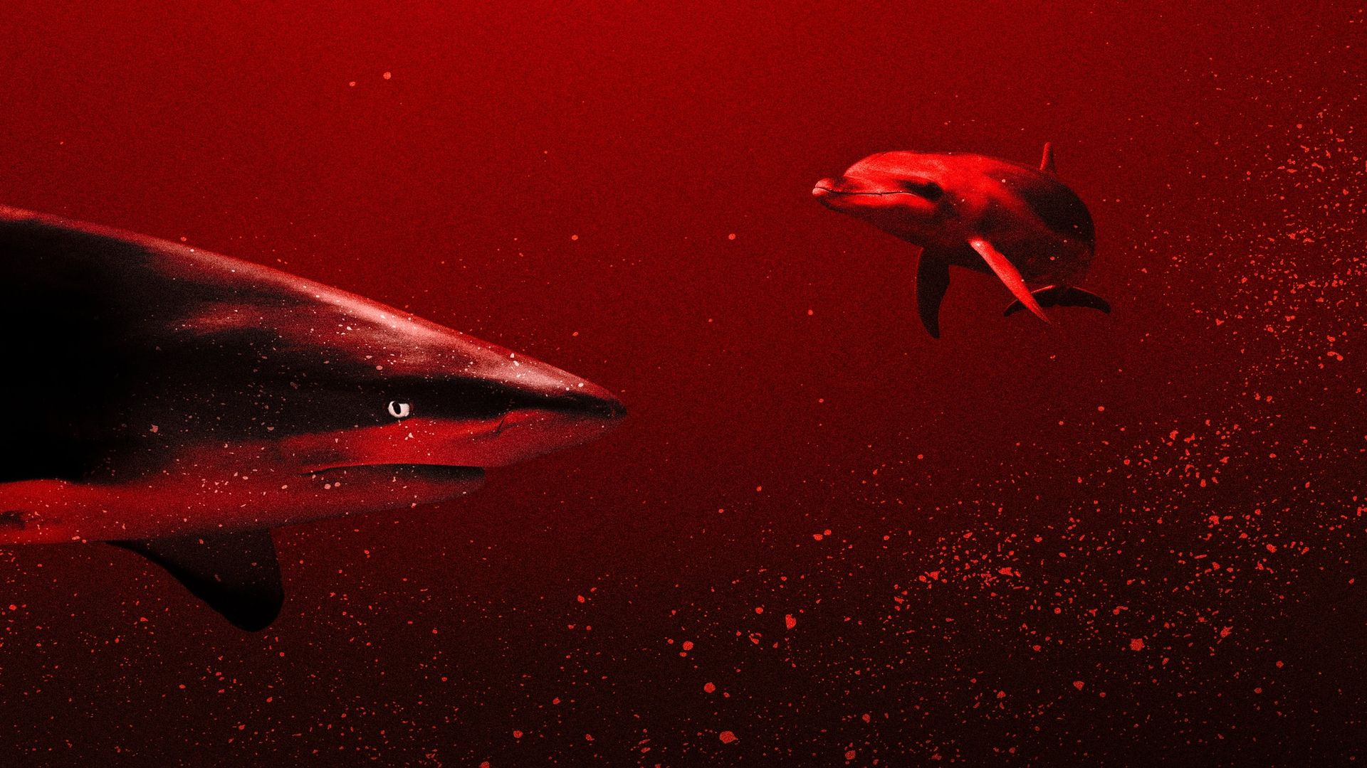 Sharks vs. Dolphins: Blood Battle background