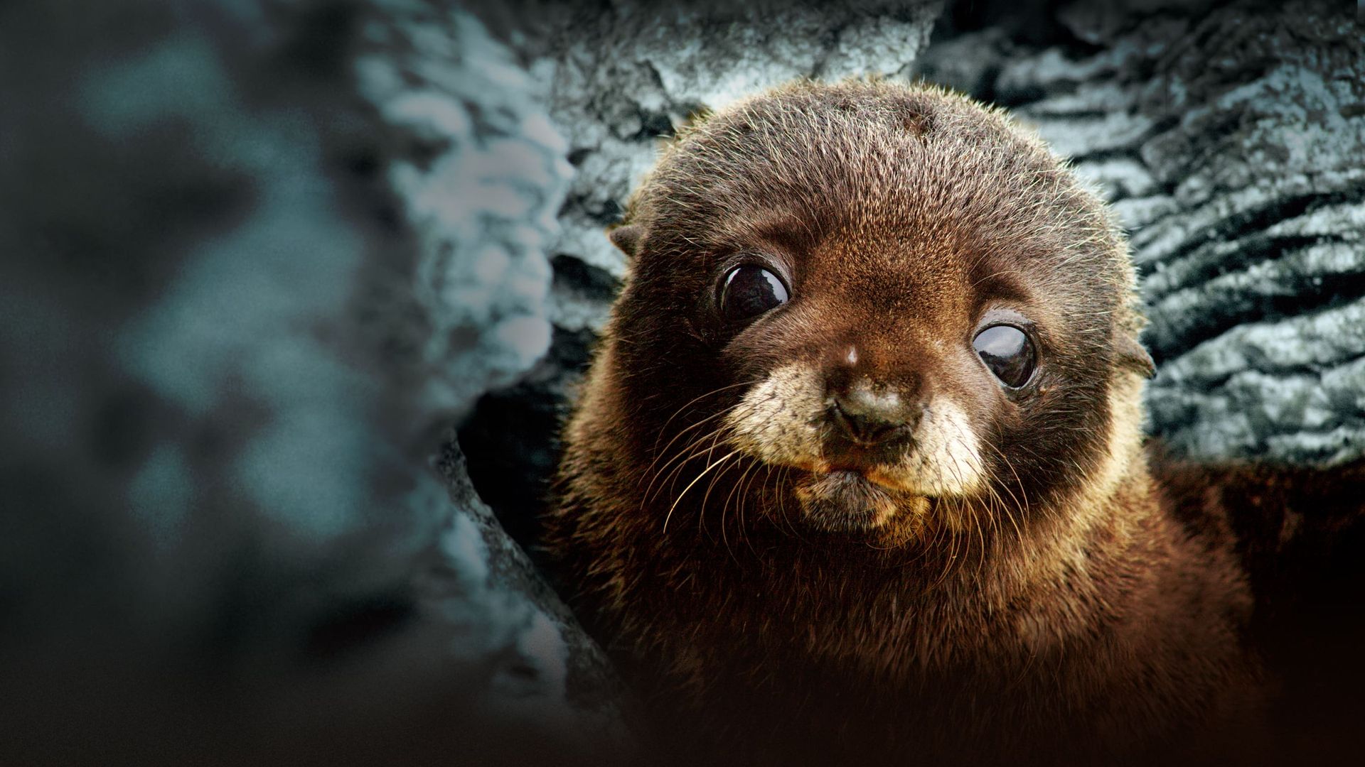 Fur Seals Battle for Survival background