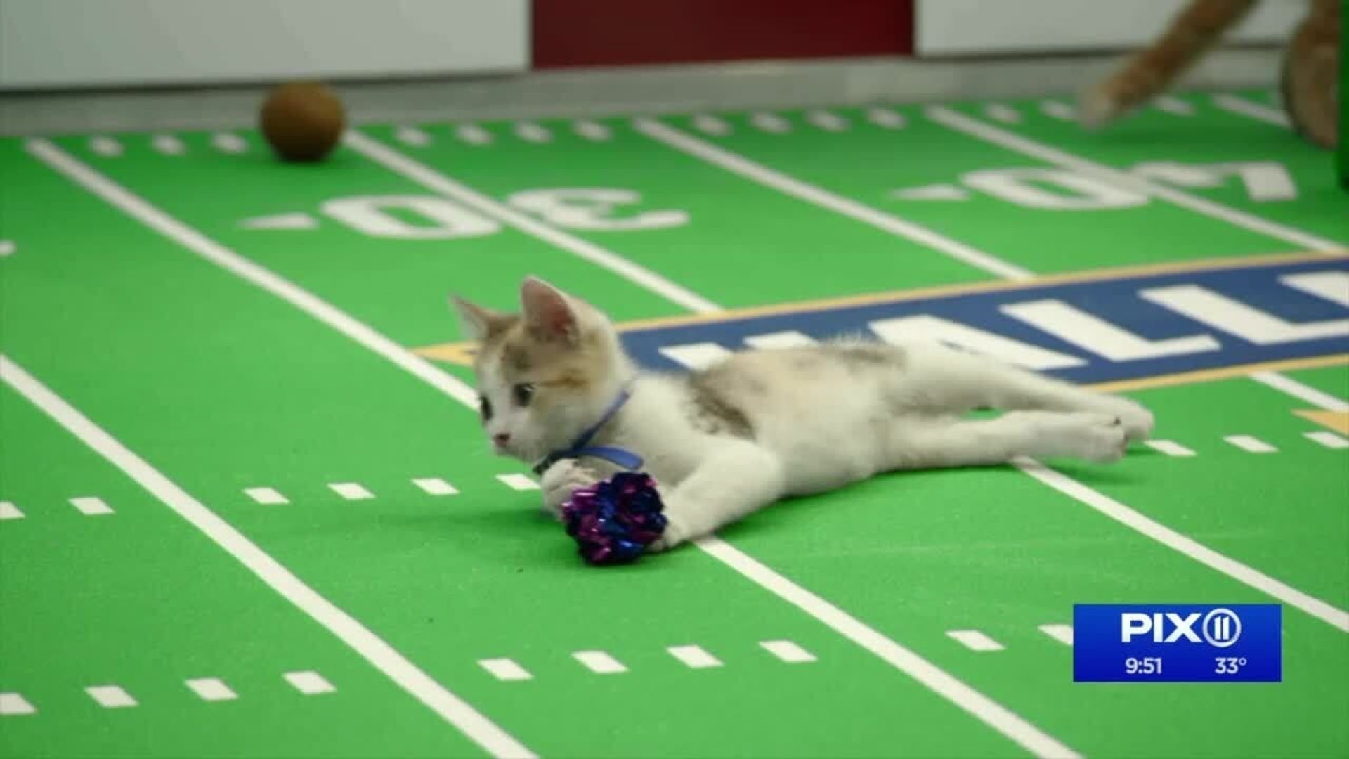 Kitten Bowl VIII background