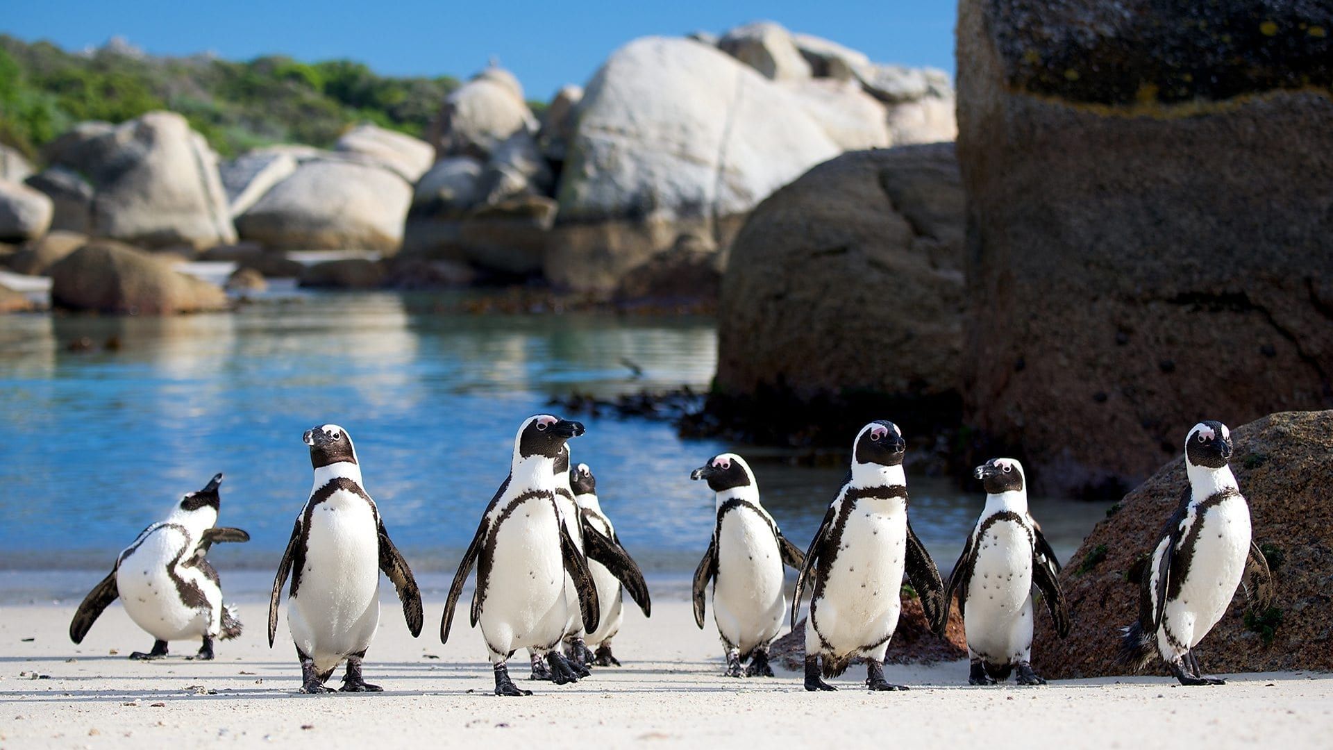 Penguins: Meet the Family background