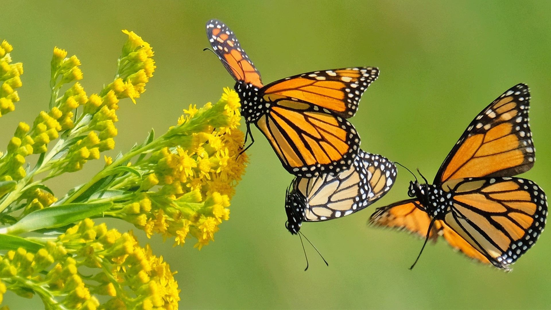 Beauty on the Wing: Life Story of the Monarch Butterfly background