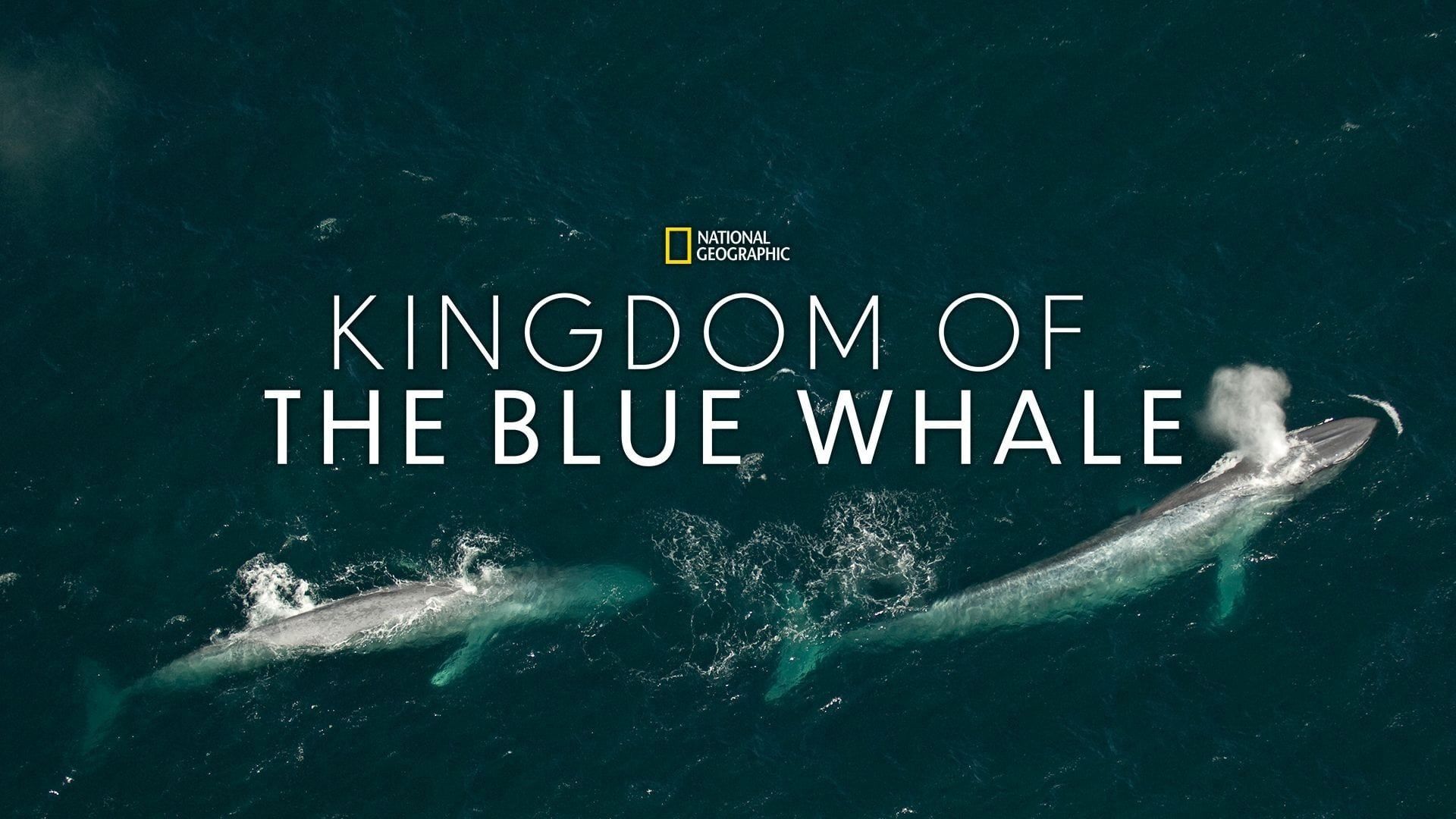 Kingdom of the Blue Whale background