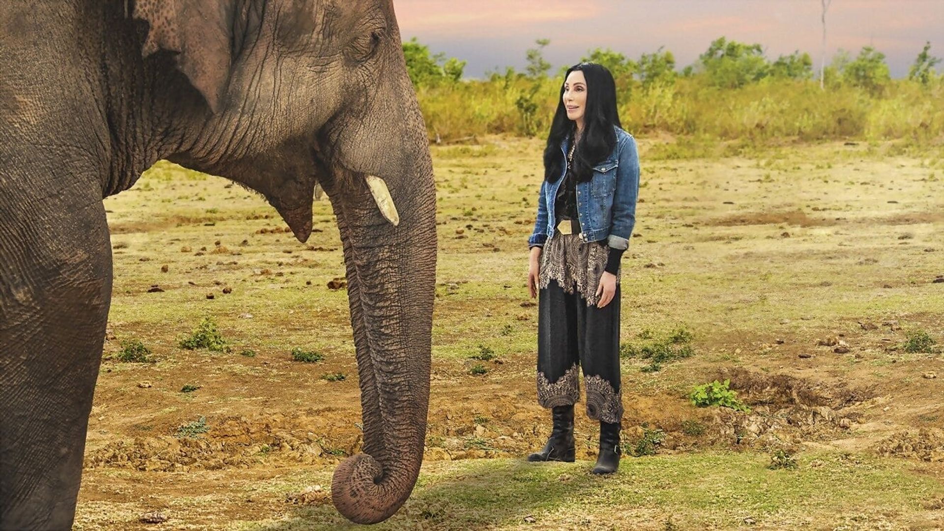 Cher and the Loneliest Elephant background